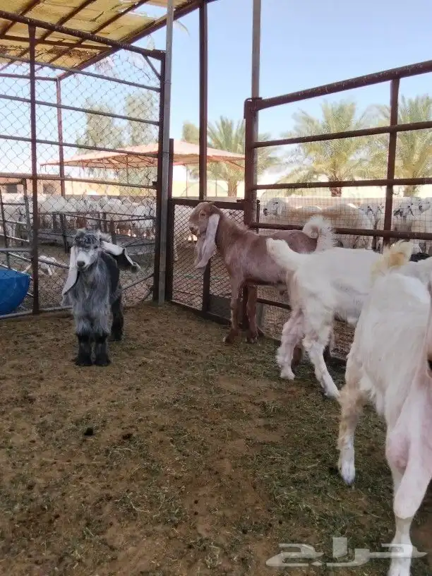 ذبائح للبيع حريات من عمر شهرين ونصف الي 4شهور ونص 0