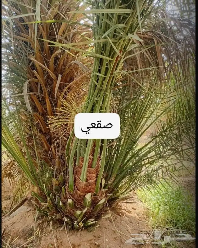 نخل مجذر للبيع مثمر 3