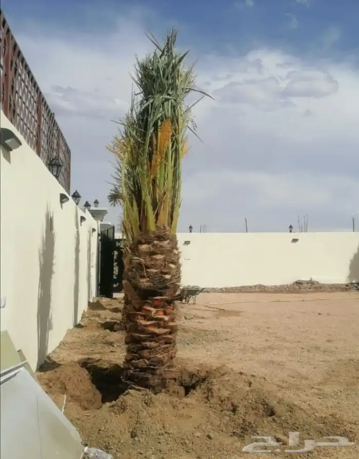 يوجد لدينا نخيل مثمر جميع الانواع وجميع مقاساته وسعارمناسبه 3