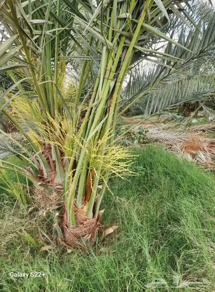 يوجد لدينا نخيل مثمر جميع الانواع وجميع مقاساته وسعارمناسبه 7