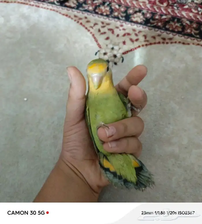 عصفور روز مانجو للبيع 1