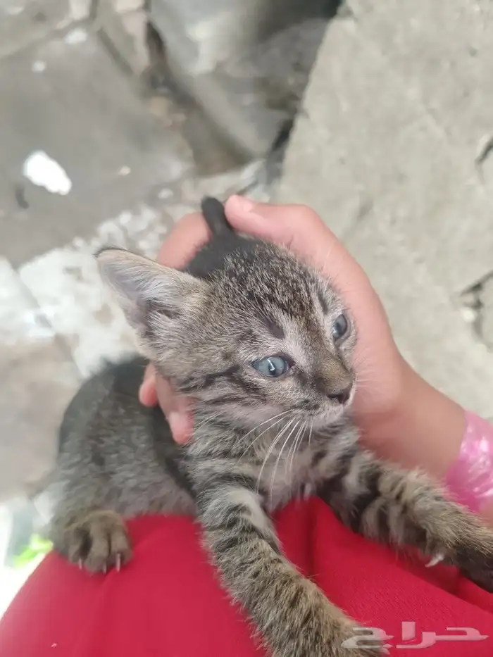 القطوه صغير 0