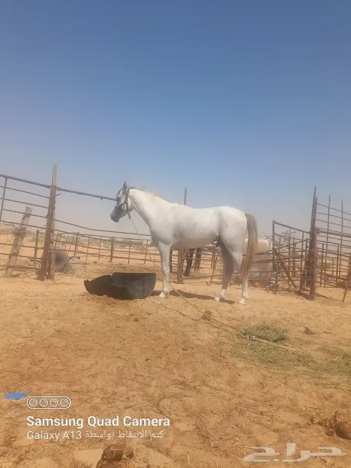 حصان معسوف عمرو 3 سنه 0