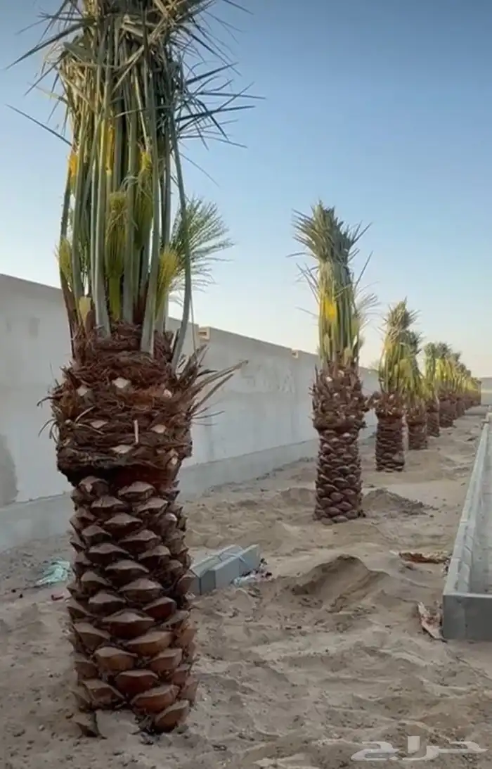 يوجد لدينا نخيل مثمر جميع الانواع وجميع مقاساته وسعارمناسبه 5