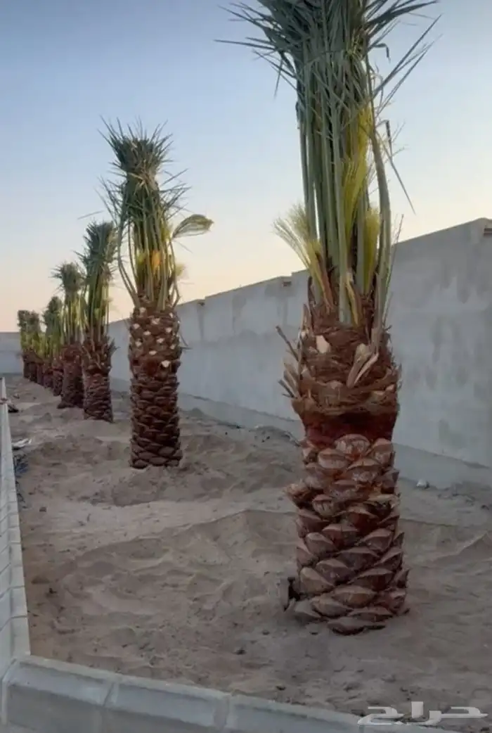 يوجد لدينا نخيل مثمر جميع الانواع وجميع مقاساته وسعارمناسبه 6