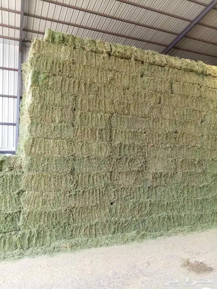 سوق البرسيم والاعلاف بالجمله 2