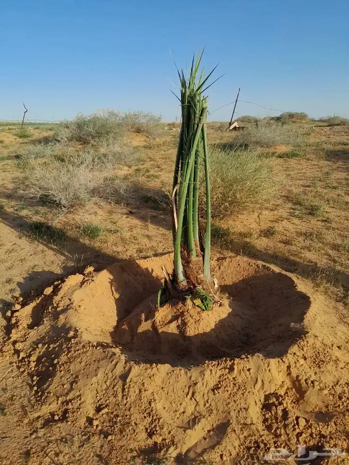 يوجد لدينا نخيل مثمر جميع الانواع وجميع مقاساته وسعارمناسبه 0