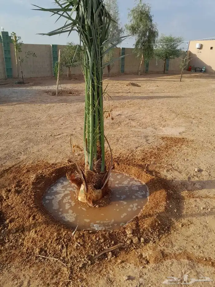 يوجد لدينا نخيل مثمر جميع الانواع وجميع مقاساته وسعارمناسبه 1