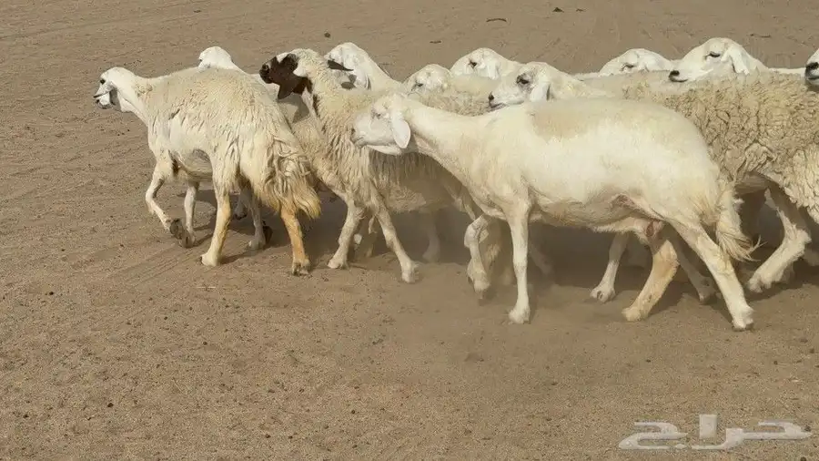 غنم حريات دفيع مفاصيل حج 8
