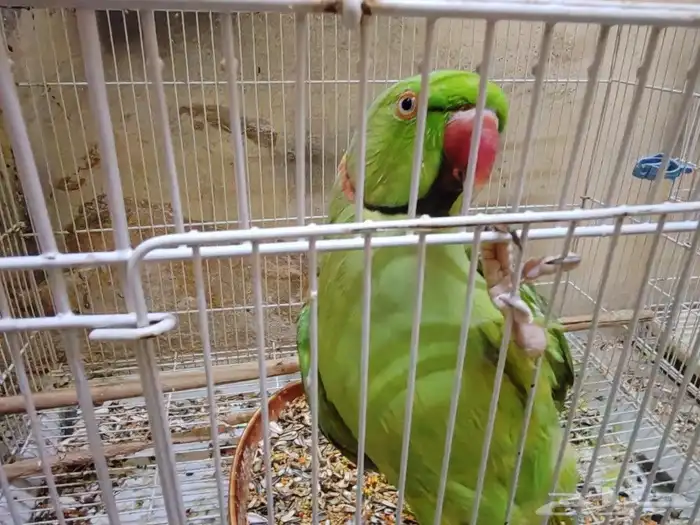 جوز دره الذكر متكلم 0