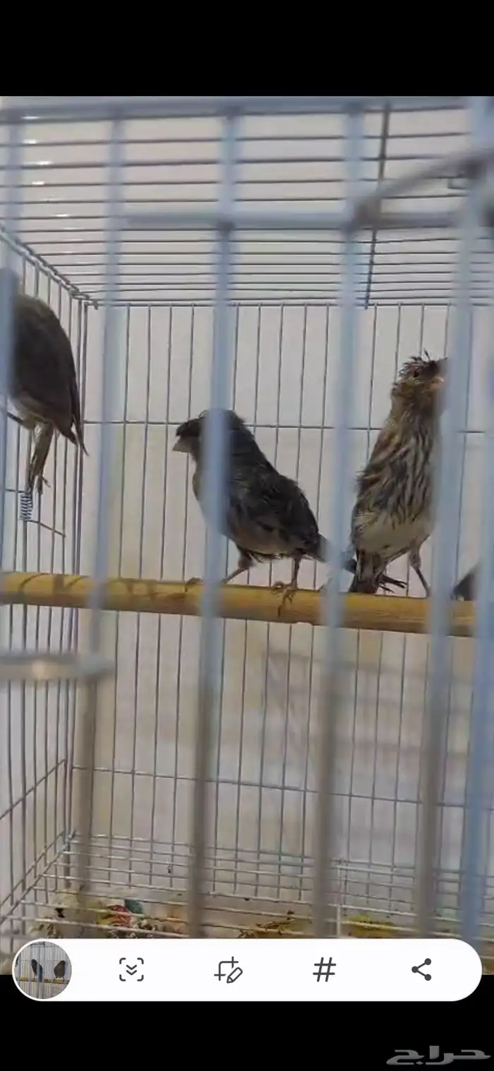 لؤلؤة سوداء حوامل طفره كرست ومسح 3