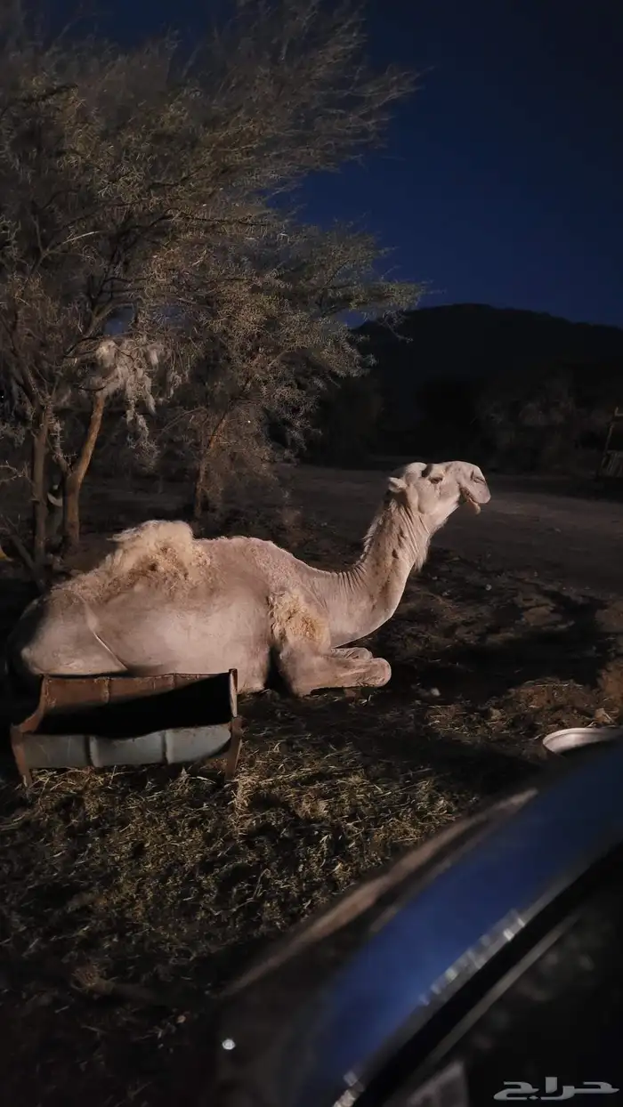 الفحل الباتلي الفاخر المنتج 0