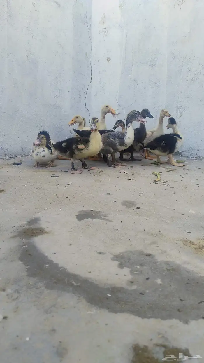 تم البيع 3