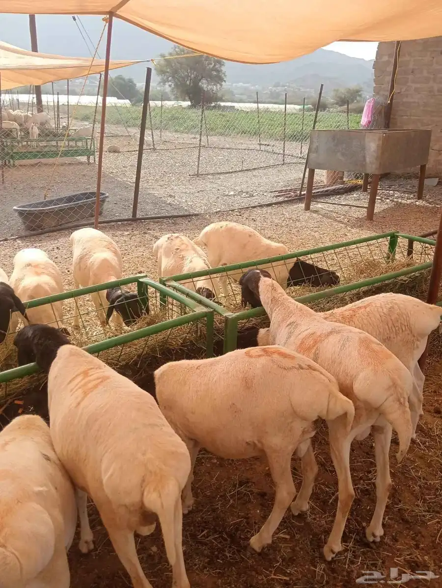 غنم بربري استيراد صومالي مرابي شهرين ونصف 1