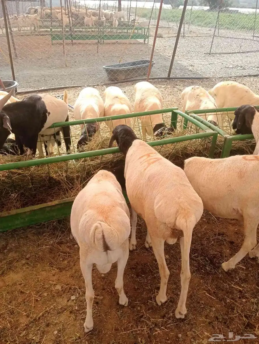 غنم بربري استيراد صومالي مرابي شهرين ونصف 0
