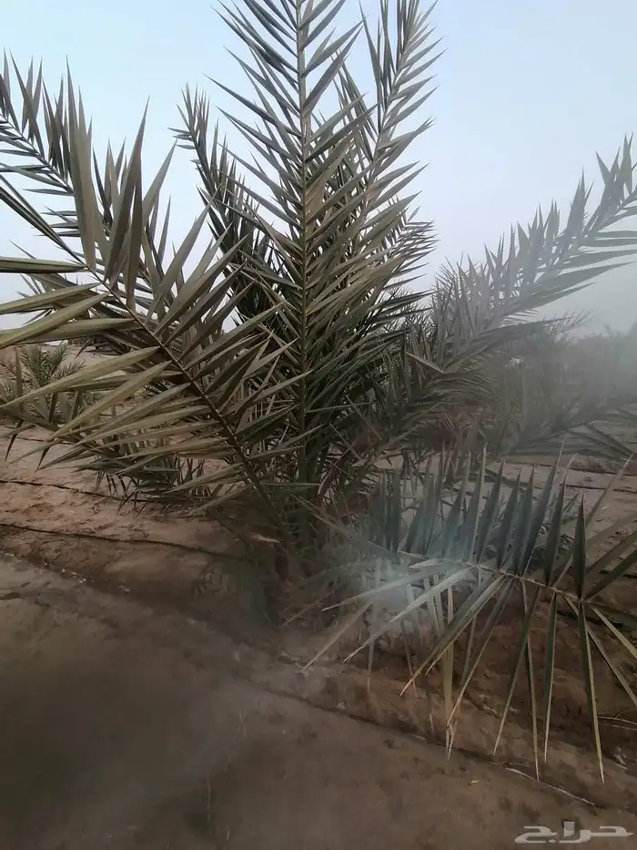 ذكور نخل متنوع 3