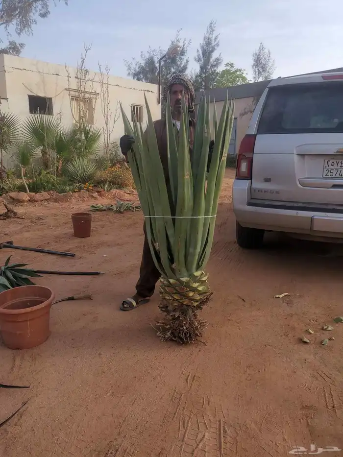 صبارات عدد 1000 احجام مختلفة 0