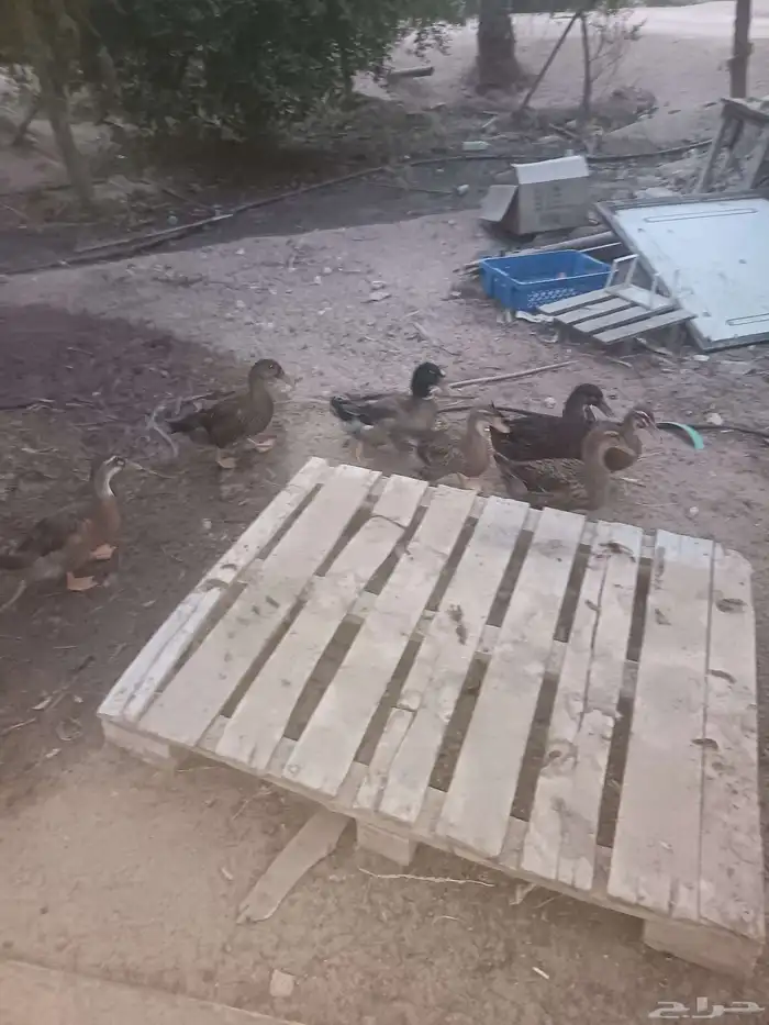 بط خضيري_شرشيري 1