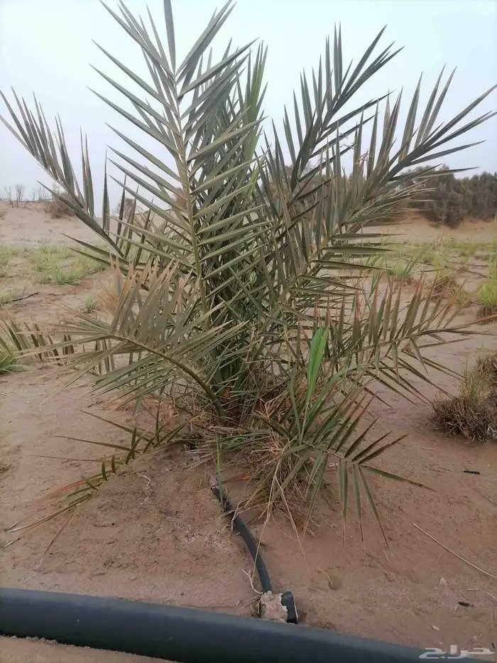 ذكور نخل متنوع 4