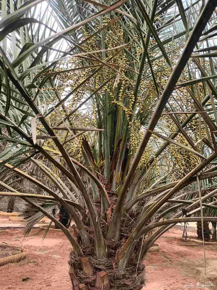 الخرج الهياثم العفجه نجديه الرحمانيه الشديده الرفايع العتيق 1