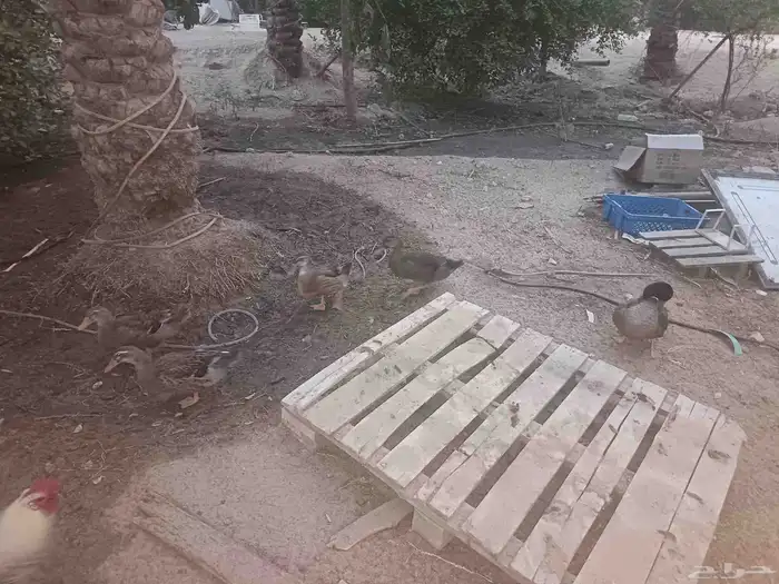 بط خضيري_شرشيري 3