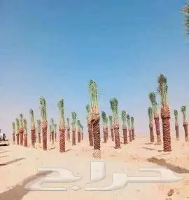 مقاول لتوريد وتركيب جميع انواع اشبوك وقلع وغرس جميع انواع ان 1