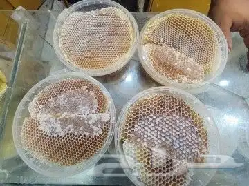 قرصان سمره طبيعي نحل بلدي وعسل سمره درجة أولى 4