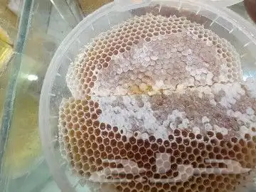 قرصان سمره طبيعي نحل بلدي وعسل سمره درجة أولى 0