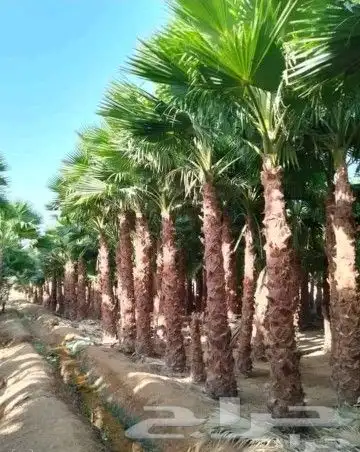 مقاول لتوريد وتركيب جميع انواع اشبوك وقلع وغرس جميع انواع ان 2