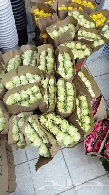 ورد جمله سعر الربطه 30 ريال 7