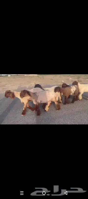 جذعات نعيم صنف نوادر 8