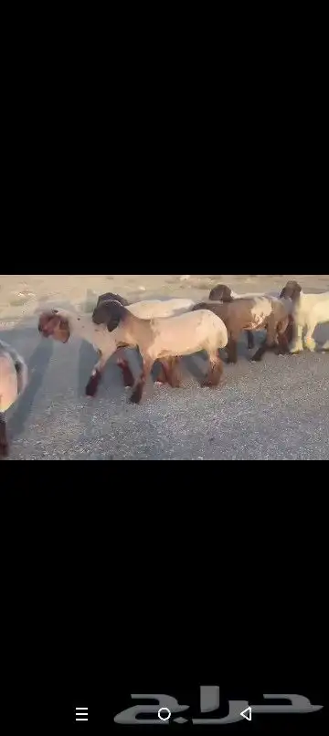 جذعات نعيم صنف نوادر 11