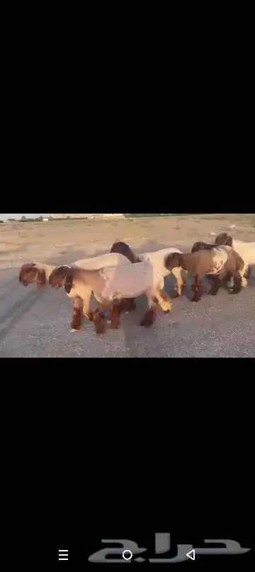 جذعات نعيم صنف نوادر 7