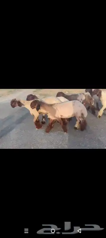 جذعات نعيم صنف نوادر 4