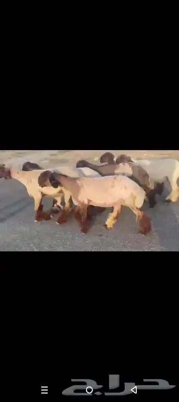 جذعات نعيم صنف نوادر 0