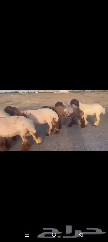 جذعات نعيم صنف نوادر 5