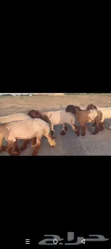 جذعات نعيم صنف نوادر 6