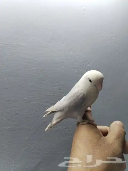 روز بلد ابلاين 0