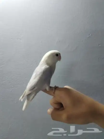 روز بلد ابلاين 1