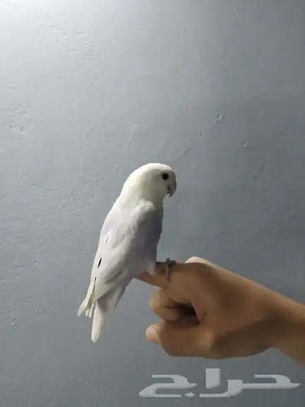 روز بلد ابلاين 2