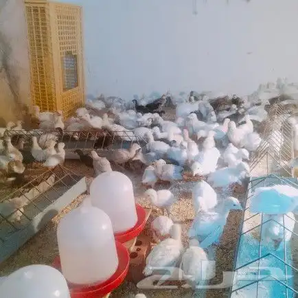 موجود صوص رومي 3