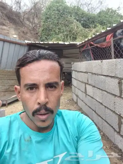 بنه بولك عمير وي جدران 0