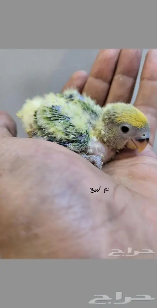 تم البيع 1