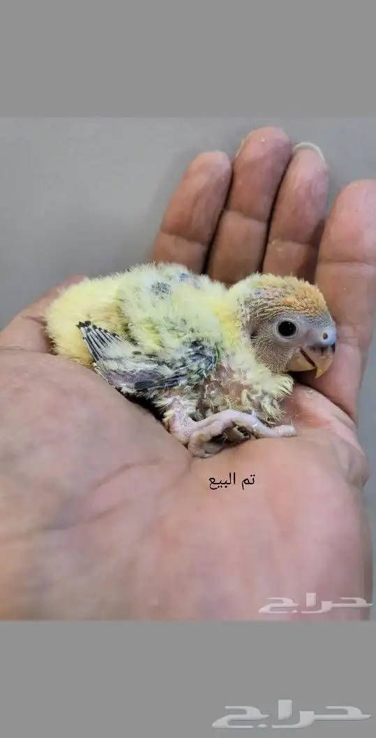 تم البيع 0