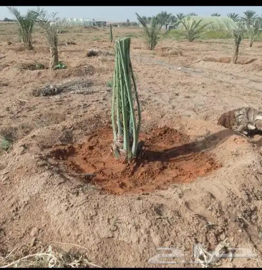 لتوريد النخيل جميع انواعه المقاسات أنحاء المملكة 3