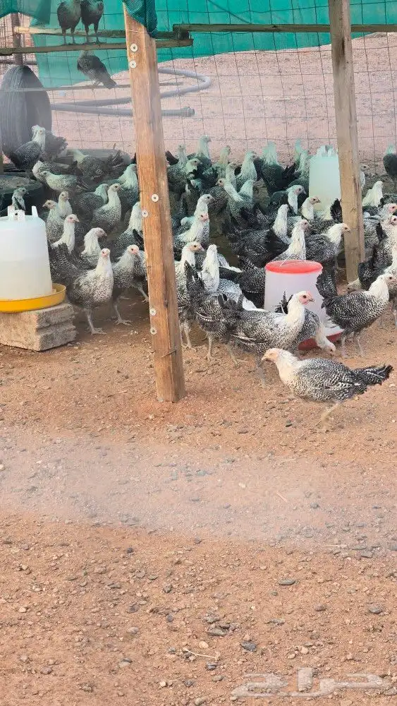 دجاج فيومي بياض 1