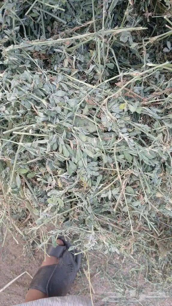 برسيم صافي 7