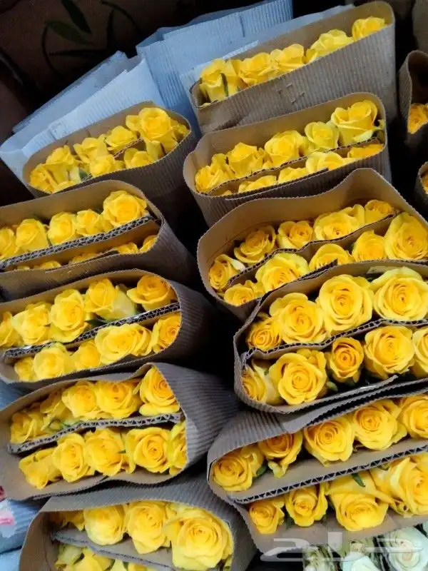 ورد جمله سعر الربطه 30 ريال 6