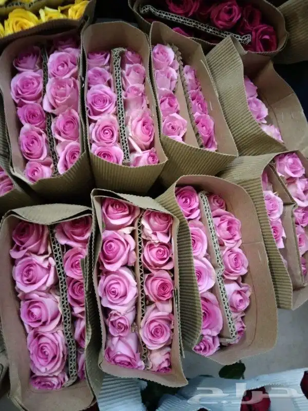 ورد جمله سعر الربطه 30 ريال 8