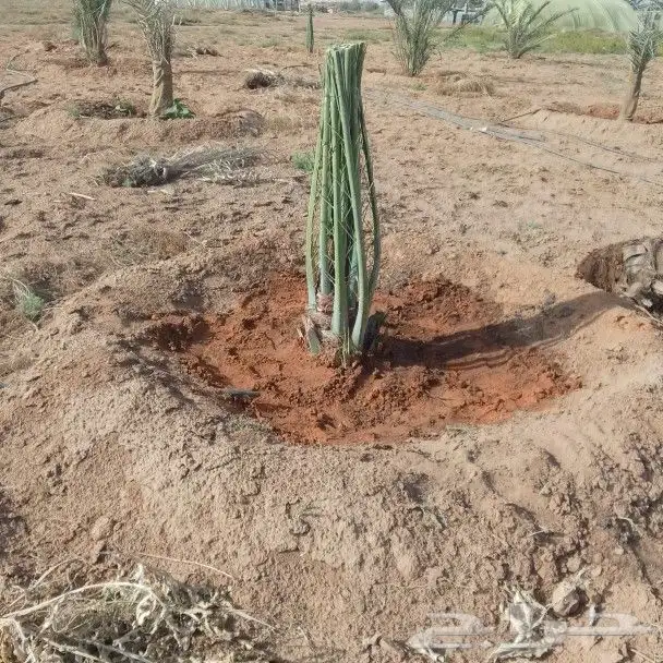 لتوريد النخيل جميع انواعه المقاسات أنحاء المملكة 4